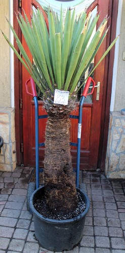 Yucca faxoniana dal messico - yucca,