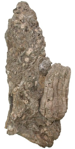 Trias encrinus liliiformis - encrinus,