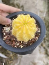 Discocactus ferricola coltivazione di semi variegati pianta succulenta WYSIWYG 6#