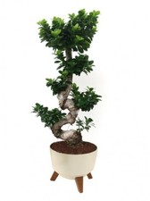 Bonsai ficus ginseng forma - a,