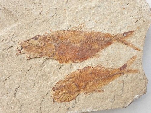 Armigatus brevissimus pesci - brevissimus,