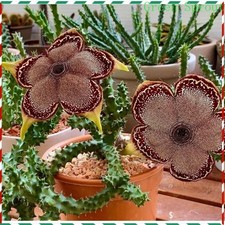 Edithcolea grandis Succulent