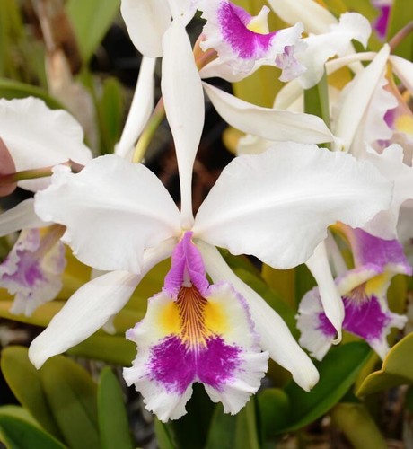 Specie orchidea cattleya - orchidea,