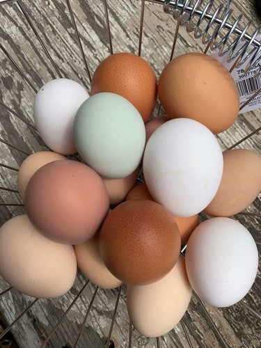 Uova pollo fertili - uova, di