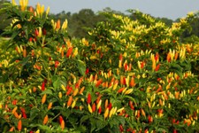 TABASCO, HOT CHILLI PEPPER 25 semi di peperoncino SPEDIZIONE GRATUITA + OMAGGIO