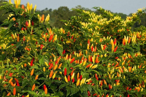 Tabasco hot chilli pepper 25 - tabasco,,
