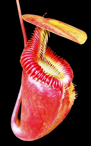 Nepenthes rajah villosa - x,