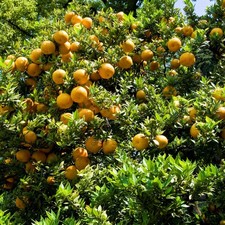 Chinotto – 10 Semi, Per