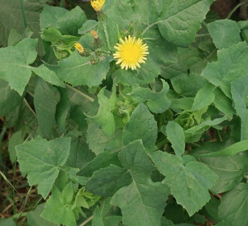 Cardo scrofa annuale - scrofa,