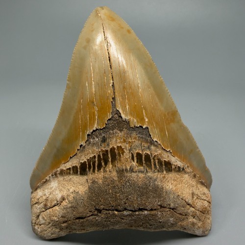Dente squalo megalodon - dente, di