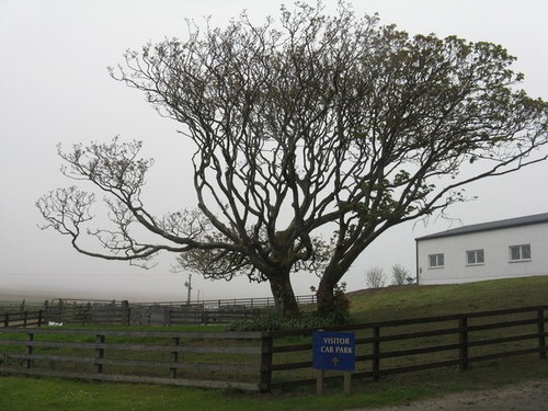 Photo 6x4 sycamore - sycamore, at