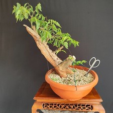 PRE BONSAI  DI BAGOLARO