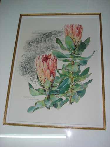 Auriol batten africa fynbos - batten,
