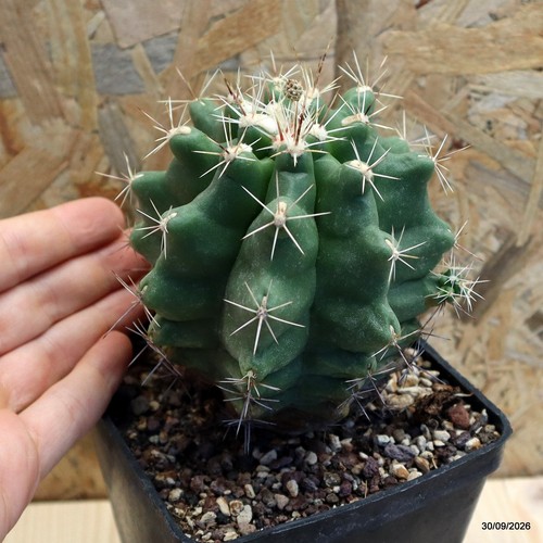 Thelocactus leucacanthus vaso - thelocactus,