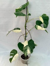 Monstera Albo Variegata UNIQUE