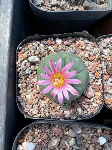Pianta cactus rara 3 - pianta,