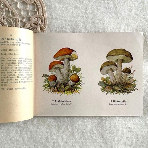 Vintage 1948 mushroom - vintage,