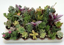 Set N. 46 piante grasse in