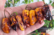 15 semi di peperoncino KRAKEN YELLOW TIGER (+ omaggio ogni 5 acquisti)