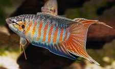 Macropodus Opercularis - Pesci