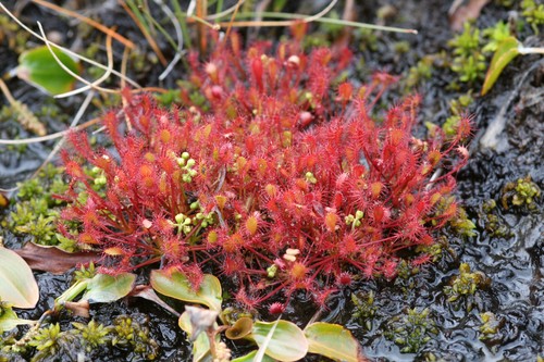 Drosera intermedia pianta - drosera,