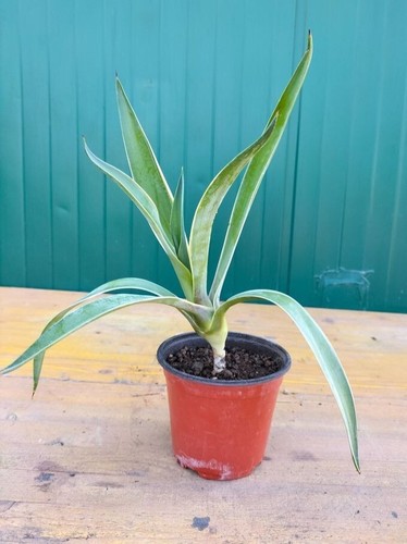 Agave desmettiana marginata - ,