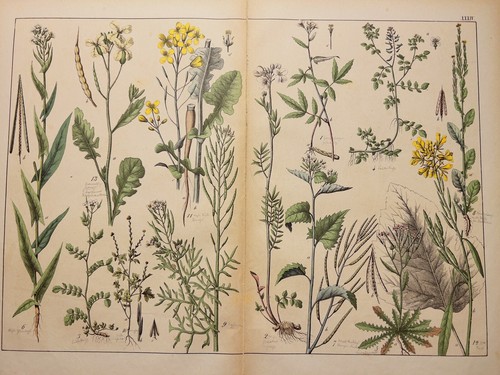 Antica illustrazione 1869 - antica,