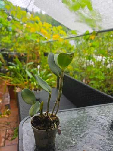 Cattleya leopoldii var alba - cattleya,