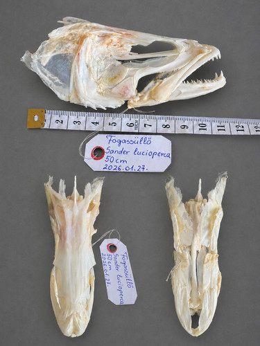 Teschio pesce persico - teschio,