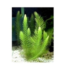 10x Ceratophyllum Demersum