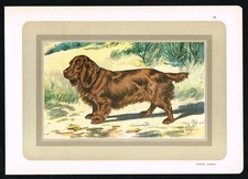 Sussex Spaniel - Antica stampa