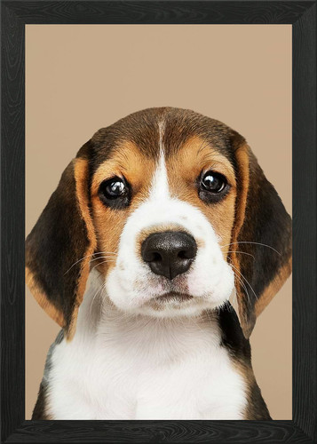 Adorable beagle puppy - beagle,