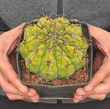Melocactus sp. (Brazil) BIG