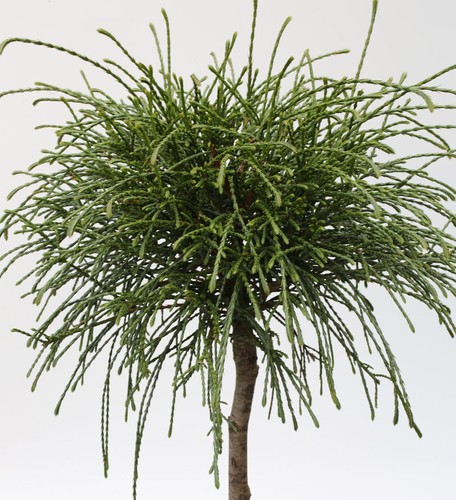 Filo tronco alto albero della