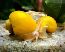 4Lumaca GOLD AMPULLARIA  + 2 piante Omaggio- Acquario e Laghetto- SPECIE XL