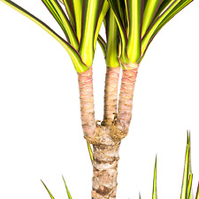 Dracaena Marginata Sunray