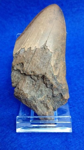 Dente megalodonte - megalodonte,