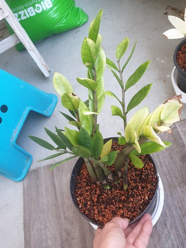 Zamioculcas zamiifolia