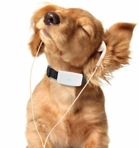 Collare gps per cane - collare,