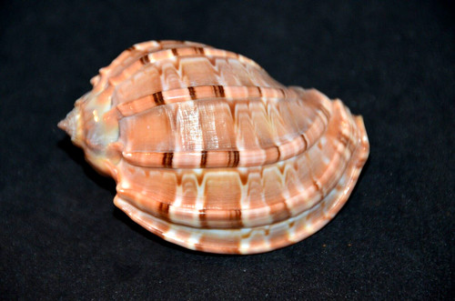 Rare specimen harpa - davidus,