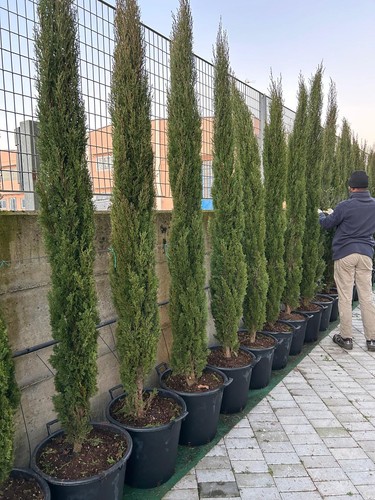 Cipresso toscano cupressus - toscano, "cupressus