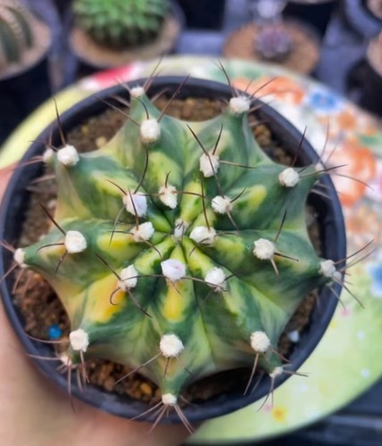 Gymnocalycium mihanovichi