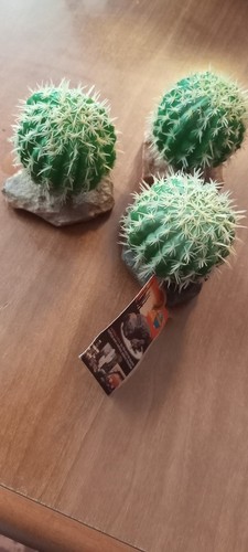 Cactus per terrario rettili - per, e