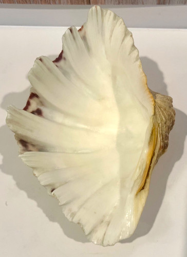 Tridacna gigas clam - tridacna,