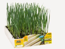 Orto mio porro tardivo pluston pack12