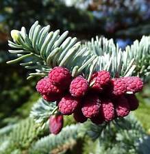 Abies procera forma 'glauca' - Abete pregiato blu