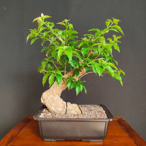 Pre bonsai bouganvillea - di,