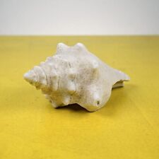 Grande Conchiglia vintage