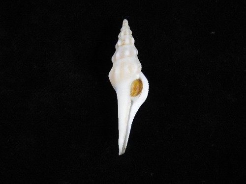 Sea shell crassibougia hediae - sea,