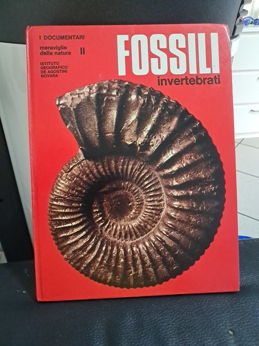 Fossili invertebrati - fossili,